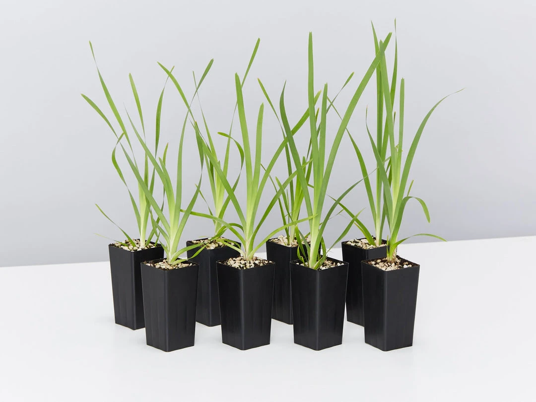 Shrubs Lomandra Longifolia Mat Rush 3 Shrubs Lomandra Longifolia Mat Rush