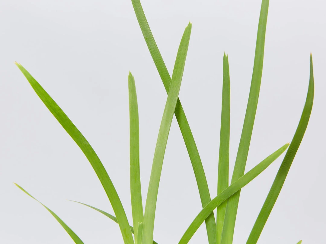 Shrubs Lomandra Longifolia Mat Rush 4 Shrubs Lomandra Longifolia Mat Rush