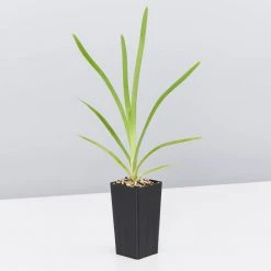 Shrubs Lomandra Longifolia Mat Rush 10 Shrubs Lomandra Longifolia Mat Rush