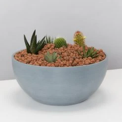 Plants In A Box Full Sun LECA + Large Cactus Bowl Kit