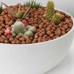 Plants In A Box Full Sun LECA + Large Cactus Bowl Kit
