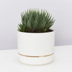 Succulents The Succulent Planter + LECA And Soil Bag