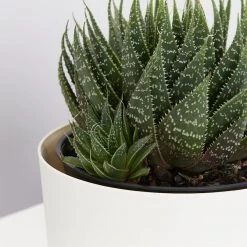 Succulents The Succulent Planter + LECA And Soil Bag