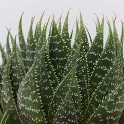 Succulents The Succulent Planter + LECA And Soil Bag