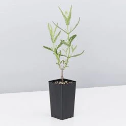 Shrubs Lavender Frenchette “Lavandula Dentata” Border Plants