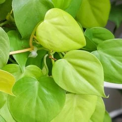 Indoor Garden Philodendron Hederaceum Lemon Lime