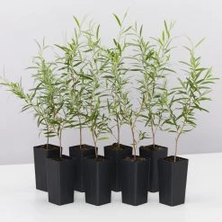 Shrubs Leptospermum Brachyandrum Silver