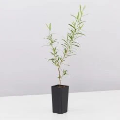 Shrubs A Full Sun - Totally Minimal Effort Garden Pack