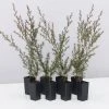 Shrubs Hedging Plants Leptospermum Scoparium Burgundy Queen