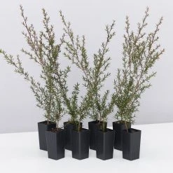 Shrubs Hedging Plants Leptospermum Scoparium Burgundy Queen