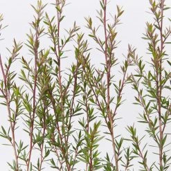 Shrubs Hedging Plants Leptospermum Scoparium Burgundy Queen