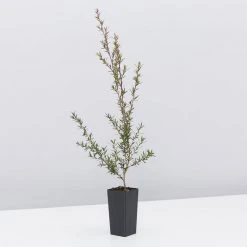 Shrubs Hedging Plants Leptospermum Scoparium Burgundy Queen