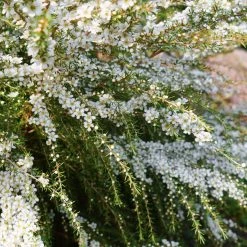 Shrubs Leptospermum Cardwell Hedging Plants