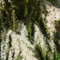 Shrubs Leptospermum Cardwell Hedging Plants