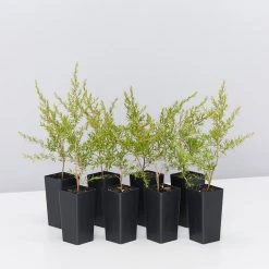 Shrubs Leptospermum Cardwell Hedging Plants