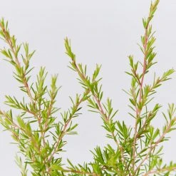 Shrubs Leptospermum Cardwell Hedging Plants