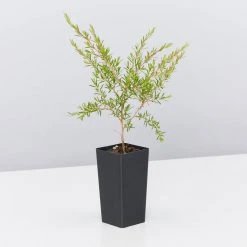 Shrubs Leptospermum Cardwell Hedging Plants