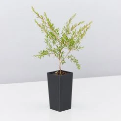 Shrubs Birds And Bees ๐ Australian Native Plant Pack 22 Shrubs Birds And Bees ???? Australian Native Plant Pack