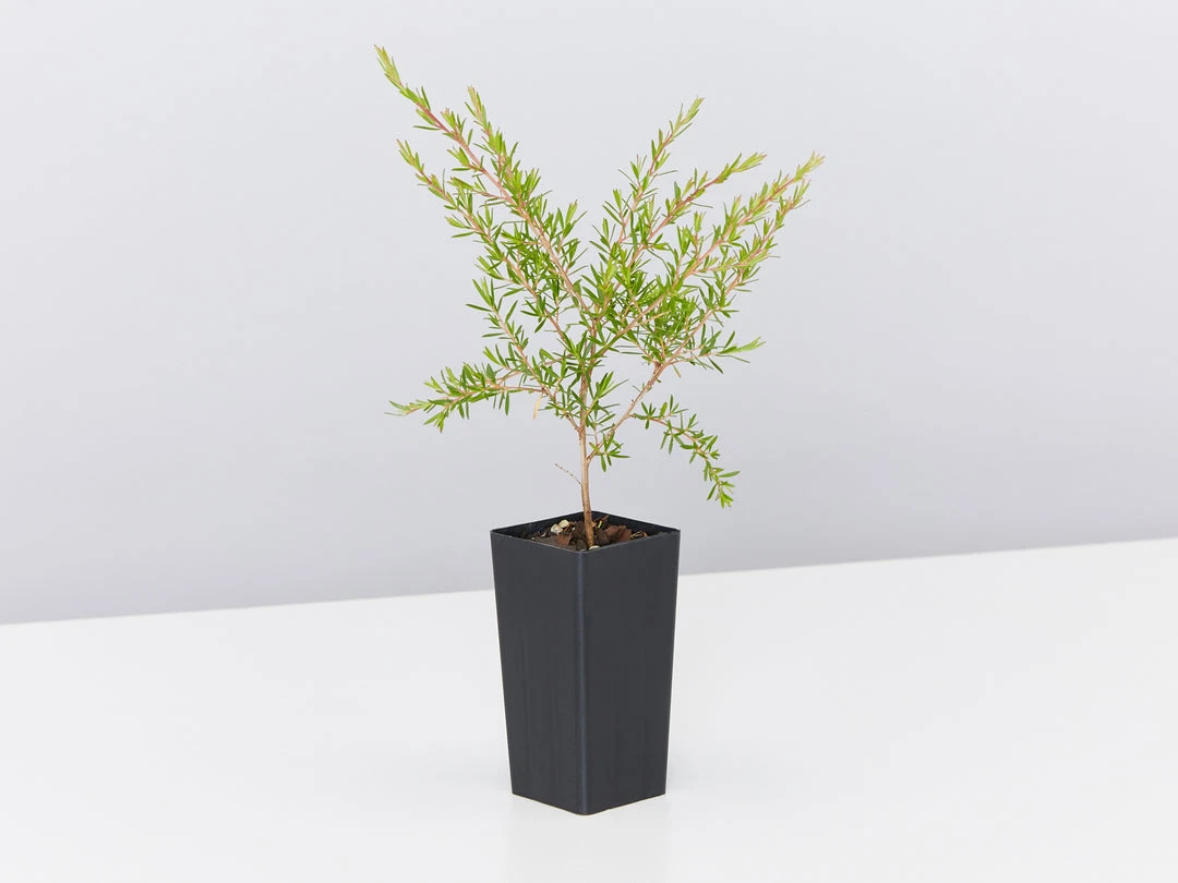 Shrubs Birds And Bees ๐ Australian Native Plant Pack 8 Shrubs Birds And Bees ???? Australian Native Plant Pack