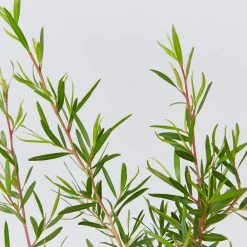 Shrubs Leptospermum Lemon Frost