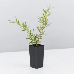 Shrubs Leptospermum Lemon Frost