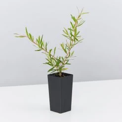 Shrubs The Edible Plants Pack