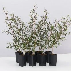 Shrubs Leptospermum Morrisonii