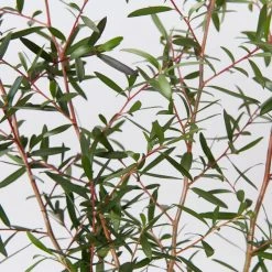 Shrubs Leptospermum Morrisonii