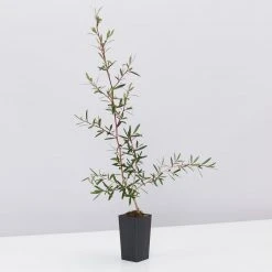 Shrubs Leptospermum Morrisonii