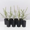 Shrubs Leptospermum Liversidgei Mozzie Blocker Hedging Plants 1 Shrubs Leptospermum Liversidgei Mozzie Blocker Hedging Plants