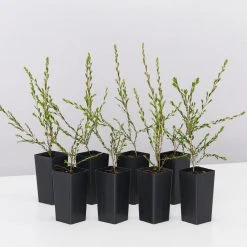 Shrubs Leptospermum Liversidgei Mozzie Blocker Hedging Plants