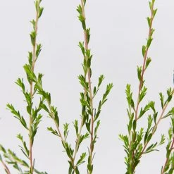 Shrubs Leptospermum Liversidgei Mozzie Blocker Hedging Plants