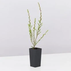 Shrubs Leptospermum Liversidgei Mozzie Blocker Hedging Plants