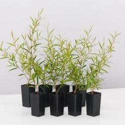 Shrubs Leptospermum Petersonii Lemon Hedge