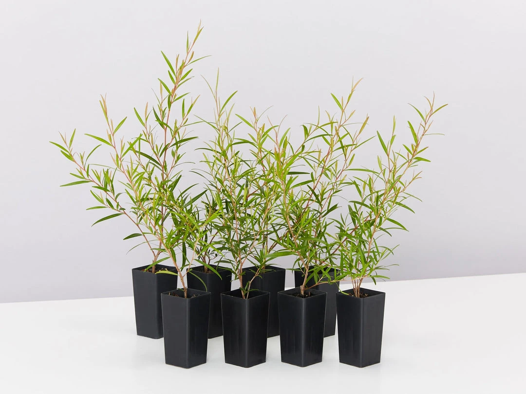 Shrubs Leptospermum Petersonii Lemon Hedge 3 Shrubs Leptospermum Petersonii Lemon Hedge