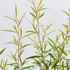 Shrubs Leptospermum Petersonii Lemon Hedge