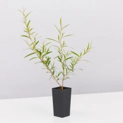 Shrubs Leptospermum Petersonii Lemon Hedge 9 Shrubs Leptospermum Petersonii Lemon Hedge