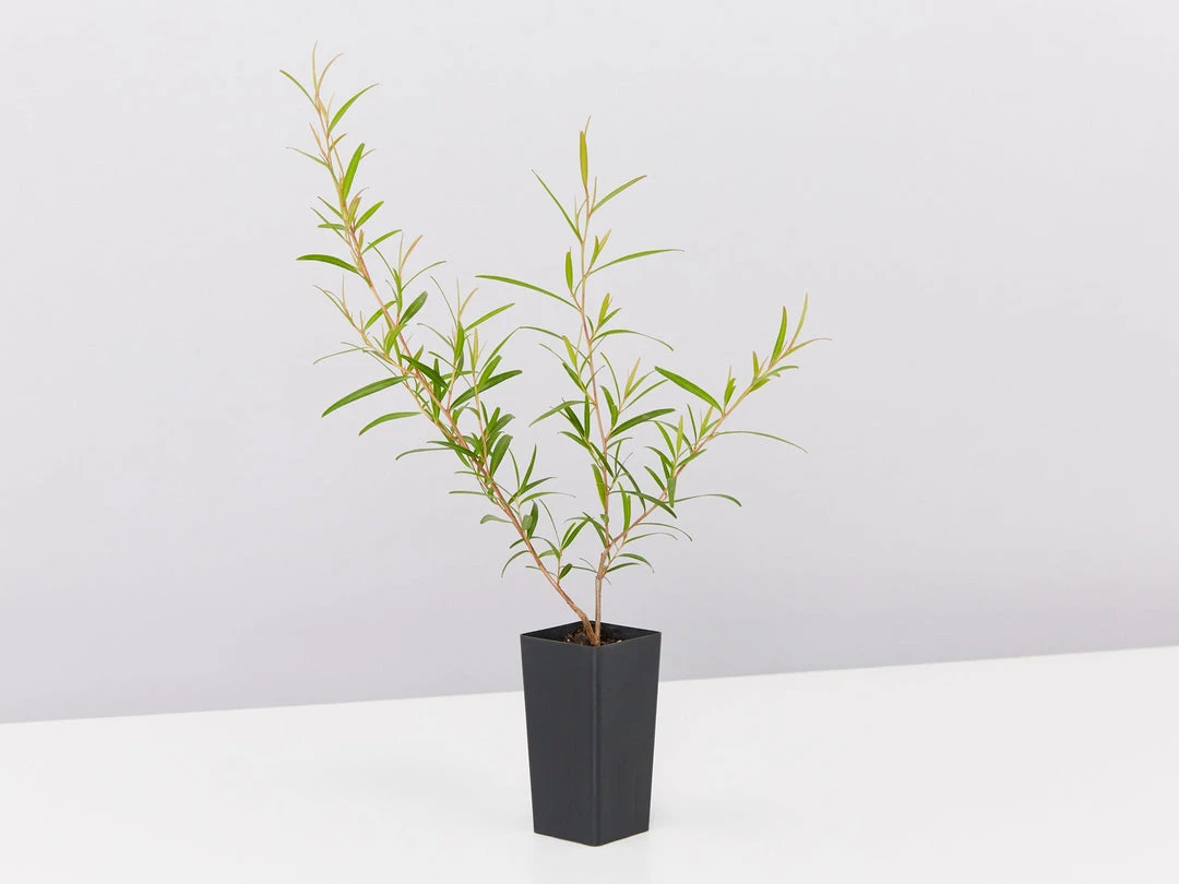 Shrubs Leptospermum Petersonii Lemon Hedge 5 Shrubs Leptospermum Petersonii Lemon Hedge