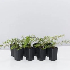 Shrubs Leptospermum Pink Cascade