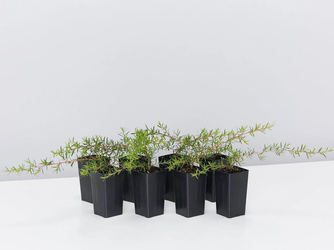 Shrubs Leptospermum Pink Cascade 4 Shrubs Leptospermum Pink Cascade