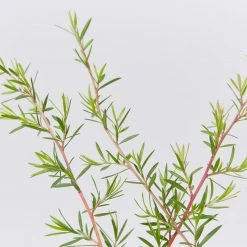 Shrubs Leptospermum Pink Cascade 8 Shrubs Leptospermum Pink Cascade