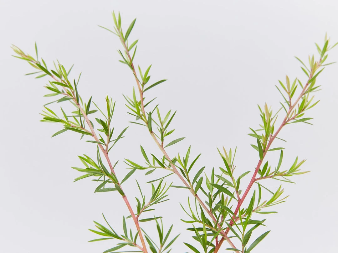 Shrubs Leptospermum Pink Cascade 5 Shrubs Leptospermum Pink Cascade