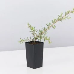 Shrubs Birds And Bees ๐ Australian Native Plant Pack 27 Shrubs Birds And Bees ???? Australian Native Plant Pack