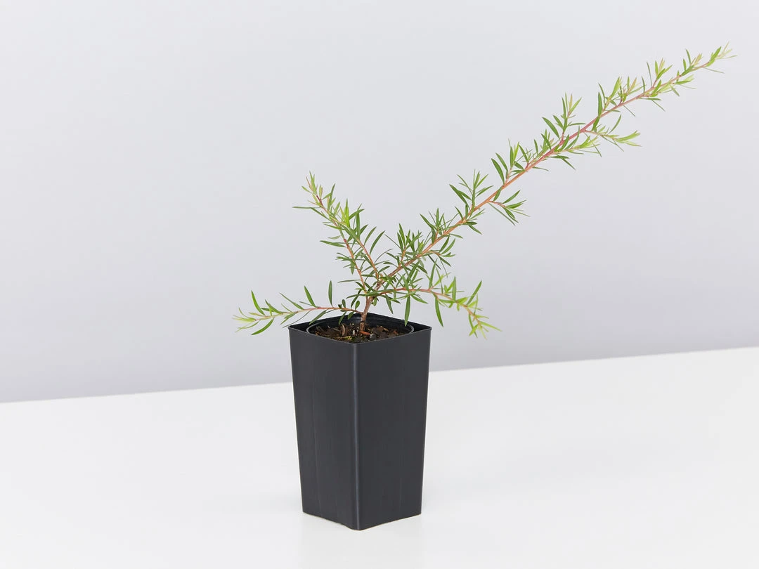 Shrubs Birds And Bees ๐ Australian Native Plant Pack 13 Shrubs Birds And Bees ???? Australian Native Plant Pack