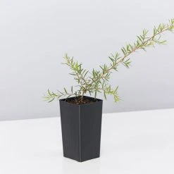 Shrubs Leptospermum Pink Cascade 9 Shrubs Leptospermum Pink Cascade