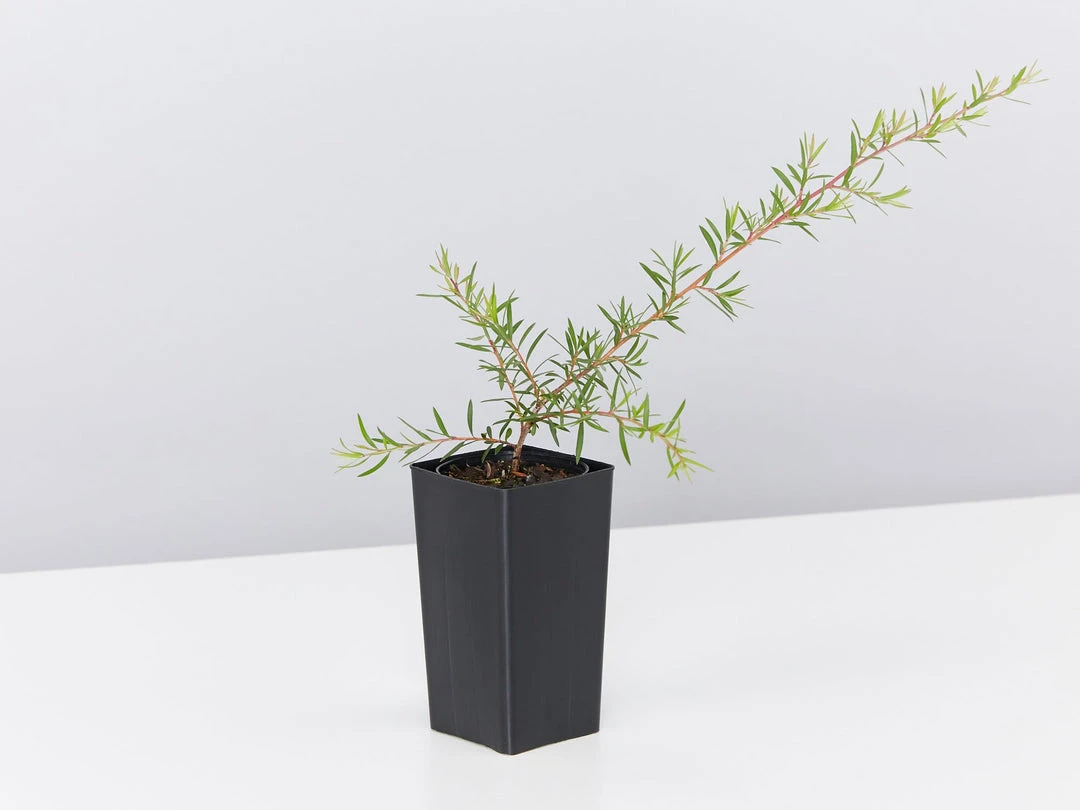 Shrubs Leptospermum Pink Cascade 6 Shrubs Leptospermum Pink Cascade