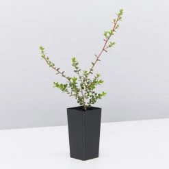 Shrubs Leptospermum Rotundifolium Lavender Queen