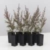 Shrubs Leptospermum Rubrum Nanum Hedging Plants