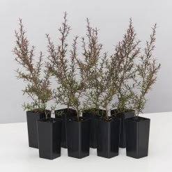 Shrubs Leptospermum Rubrum Nanum Hedging Plants