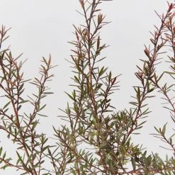 Shrubs Leptospermum Rubrum Nanum Hedging Plants